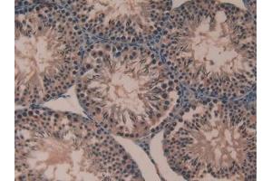 Detection of CYPB in Mouse Testis Tissue using Polyclonal Antibody to Cyclophilin B (CYPB)