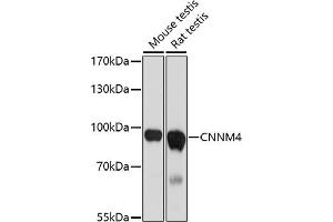 Western blot analysis of extracts of various cell lines, using CNNM4 antibody (ABIN7266573) at 1:1000 dilution.