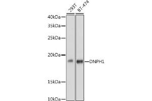 Western blot analysis of extracts of various cell lines, using DNPH1 antibody (ABIN7266383) at 1:1000 dilution. (RCL anticorps)