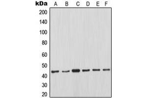 Western blot analysis of MCL1 expression in Ramos (A), JAR (B), K562 (C), Jurkat (D), Raji (E), HeLa (F) whole cell lysates. (MCL-1 anticorps  (Center))