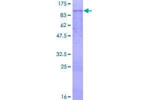 Image no. 1 for Serine Active Site Containing 1 (SERAC1) (AA 1-654) protein (GST tag) (ABIN1319571)