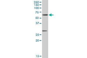 CLK2 MaxPab rabbit polyclonal antibody.
