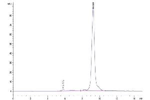 The purity of Mouse EGF is greater than 95 % as determined by SEC-HPLC.