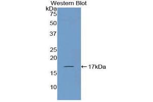 Western Blotting (WB) image for anti-Corin, Serine Peptidase (CORIN) (AA 521-637) antibody (ABIN1858500) (Corin anticorps  (AA 521-637))