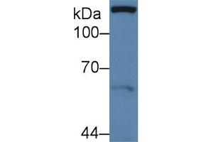 Western Blot; Sample: Human MCF7 cell lysate; Primary Ab: 3µg/ml Rabbit Anti-Human Pax Antibody Second Ab: 0.