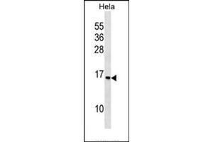 Western blot analysis in HeLa cell line lysates (35 ug/lane) using RPS14 Antibody (C-term) Cat. (RPS14 anticorps  (C-Term))