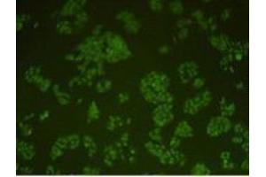 Immunocytochemistry (ICC) image for anti-Protein Kinase, DNA-Activated, Catalytic Polypeptide (PRKDC) (Catalytic Subunit) antibody (ABIN1112714)