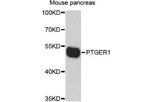 Western blot analysis of extracts of mouse pancreas, using PTGER1 antibody (ABIN6293315) at 1:1000 dilution.