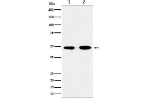 Western blot analysis of eIF3e expression in (1) 293T cell lysate, (2) Jurkat cell lysate.