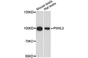 Western blot analysis of extracts of various cell lines, using PIWIL3 antibody (ABIN6293932) at 1:3000 dilution. (PIWIL3 anticorps)
