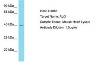 Image no. 1 for anti-ABI Family, Member 3 (ABI3) (C-Term) antibody (ABIN6750500) (ABI3 anticorps  (C-Term))