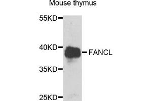 Western blot analysis of extracts of mouse thymus, using FANCL antibody (ABIN5995461) at 1/1000 dilution. (FANCL anticorps)