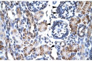 Human kidney; Rabbit Anti-GFI1B Antibody. (GFI1B anticorps  (N-Term))