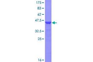 SDS-PAGE (SDS) image for Myosin, Light Chain 5, Regulatory (MYL5) (AA 1-132) protein (GST tag) (ABIN1311767)
