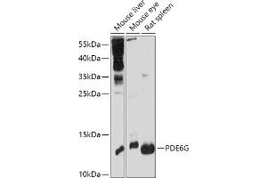 Western blot analysis of extracts of various cell lines, using PDE6G antibody (ABIN7269304) at 1:1000 dilution.