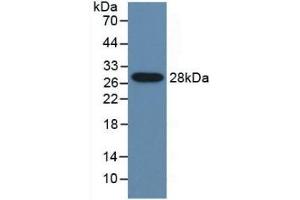 Detection of Recombinant CYP2E1, Mouse using Polyclonal Antibody to Cytochrome P450 2E1 (CYP2E1) (CYP2E1 anticorps  (AA 34-273))