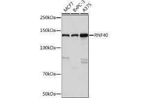 Western blot analysis of extracts of various cell lines, using RNF40 Rabbit mAb (ABIN7270074) at 1:1000 dilution. (RNF40 anticorps)
