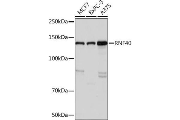 RNF40 anticorps