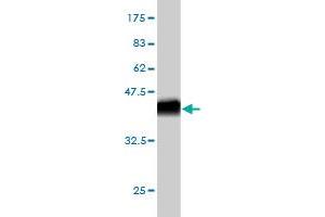 Western Blot detection against Immunogen (37.
