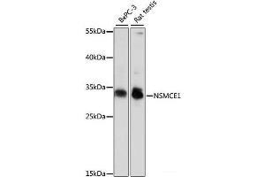 Western blot analysis of extracts of various cell lines using NSMCE1 Polyclonal Antibody at dilution of 1:1000. (NSMCE1 anticorps)