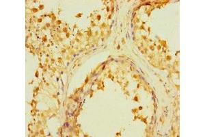 Immunohistochemistry of paraffin-embedded human testis tissue using ABIN7167373 at dilution of 1:100 (WTH3DI anticorps  (AA 1-254))