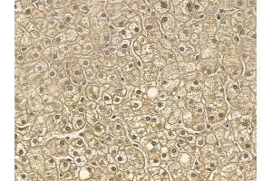 RUFY3 Mouse Monoclonal Antibody at 1/100 staining human normal liver tissue by IHC-P. (RUFY3 anticorps)