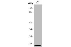 Western Blot analysis of Jurkat cells using Ribosomal Protein L35 Polyclonal Antibody (RPL35 anticorps  (Internal Region))