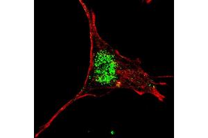 Fluorescent confocal image of SY5Y cells stained with (ABIN655898 and ABIN2845298) KLF4 (C-term) antibody.