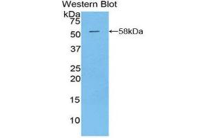 Western Blotting (WB) image for anti-Kallikrein 6 (KLK6) (AA 26-261) antibody (ABIN3208076) (Kallikrein 6 anticorps  (AA 26-261))