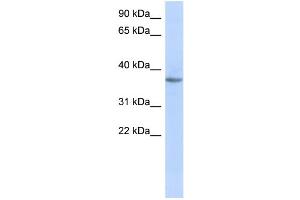 WB Suggested Anti-OR10X1 Antibody Titration: 0. (OR10X1 anticorps  (Middle Region))