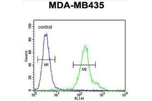 CU002 Antibody (C-term) flow cytometric analysis of MDA-MB435 cells (right histogram) compared to a negative control cell (left histogram). (EIF3A anticorps  (C-Term))