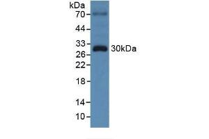 Detection of TOR3A in Human 293T Cells using Polyclonal Antibody to Torsin 3A (TOR3A) (TOR3A anticorps  (AA 97-361))