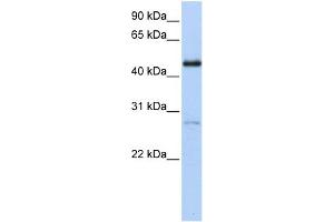 WB Suggested Anti-NR2F1 Antibody Titration:  0. (NR2F1 anticorps  (C-Term))