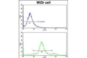 Flow cytometric analysis of widr cells using YWHAG Antibody (Center)(bottom histogram) compared to a negative control cell (top histogram)FITC-conjugated goat-anti-rabbit secondary antibodies were used for the analysis.