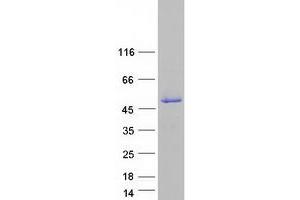 Validation with Western Blot