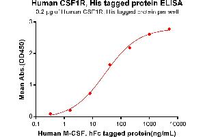 ELISA plate pre-coated by 2 μg/mL (100 μL/well) Human CSF1R, His tagged protein (ABIN6961125) can bind Human M-CSF, hFc Tagged protein in a linear range of 0. (CSF1R Protein (His tag))