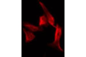 ABIN6267485 staining COS7 by IF/ICC.