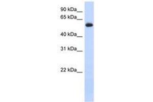 Image no. 1 for anti-Fyn-Related Kinase (FRK) (AA 35-84) antibody (ABIN6741263) (FRK anticorps  (AA 35-84))