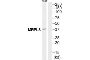 Western Blotting (WB) image for anti-Mitochondrial Ribosomal Protein L3 (MRPL3) (Internal Region) antibody (ABIN1851574)