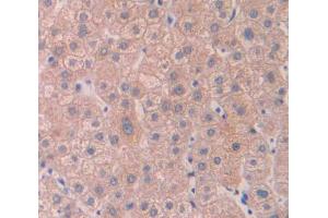 Used in DAB staining on fromalin fixed paraffin- embedded Kidney tissue (Cytohesin 4 anticorps  (AA 1-379))