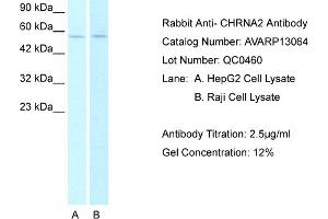 Western Blotting (WB) image for anti-Cholinergic Receptor, Nicotinic, alpha 2 (Neuronal) (CHRNA2) (N-Term) antibody (ABIN184249) (CHRNA2 anticorps  (N-Term))