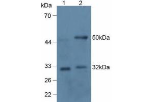 Mouse Detection antibody from the kit in WB with Positive Control: Lane1: Human 293T Cells; Lane2: Rat Thymus Tissue.