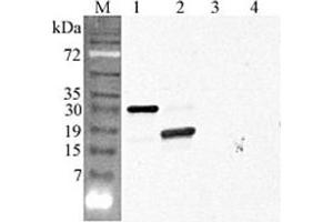 Western blot analysis using anti-CTRP5 (GD) (human), pAb  at 1:4'000 dilution. (CTRP5 anticorps  (Globular Domain))