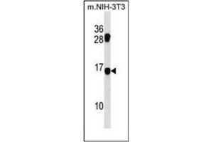 Western blot analysis of MDS1 Antibody (Center) in mouse NIH-3T3 cell line lysates (35ug/lane). (MECOM anticorps  (Middle Region))