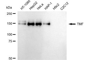 Western blotting analysis using TMF antibody (ABIN7800518). (Recombinant TMF1 anticorps)