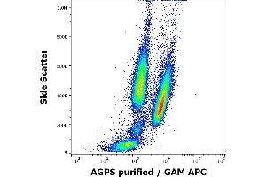 Flow cytometry intracellular staining pattern of human peripheral whole blood spiked with K562 cells stained using anti-AGPS (AGPS-03) purified antibody (concentration in sample 5 μg/mL, GAM APC).
