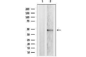 Western blot analysis of lysates from MCF7, using TRBP Antibody. (TRBP anticorps  (Internal Region))