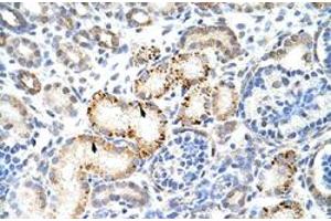 Immunohistochemical staining (Formalin-fixed paraffin-embedded sections) of human kidney with HNRNPK polyclonal antibody  at 4-8 ug/mL working concentration. (HNRNPK anticorps  (N-Term))