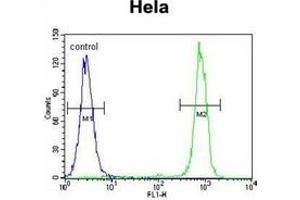 Flow cytometric analysis of Hela cells using Carboxypeptidase B Antibody (N-term) Cat.
