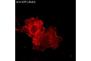 Immunofluorescence (IF) image for anti-Green Fluorescent Protein (GFP) antibody (ABIN7273023)